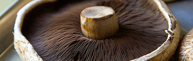 Май – грибы Портобелло